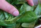 Leguma asta verde te poate otrăvi. Sigur ai consumat-o şi tu fără să ştii