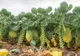 Această legume distruge cancerul. Din păcate, românii nu prea o agreează
