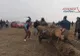 Sărbătoarea botezului cailor din Dâmbovița s-a terminat cu chinuirea animalelor. Scene șocante