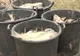 Dezastru ecologic pe lacurile de lângă Capitală: sunt tone de pești morți