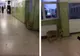 Spitalul Județean Târgoviște a confirmat imaginile cu câinele care se plimbă pe holuri