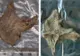 Descoperire macabră a arheologilor: celţii foloseau capete umane drept trofee