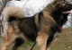Un ciobănesc a atacat un copil de 7 ani și pe bunica acestuia