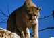 A fost atacat de o puma când făcea jogging. De necrezut: a reușit să o ucidă prin sufocare