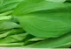Leurda - planta miracol a primăverii. Vindecă sute de boli 
