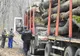 Și-a însușit o pădure și a început să o exploateze. Fraudă masivă