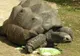Au descoperit o ţestoasă gigant despre care credeau că a dispărut