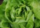 Cum alegi cea mai bună salată verde. Trucul pe care puţini îl ştiu