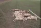 Crește numărul animalelor otrăvite pe câmpurile din Arad: 53 de căprioare și cerbi
