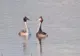 Imagini rare pe lacul Bacău! Dans spectaculos pe apă