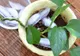 De ce să pui săptămânal cuburi de gheaţă la baza plantelor din ghiveci