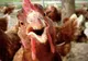 Focar de salmonella în 15 țări UE. Sunt peste 300 de cazuri și un deces. Sursa n-ar fi departe de România