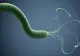 Bacteria care distruge stomacul. Se poate afla în corpul tău fără să îţi dai seama