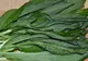 Ce este, de fapt, LEURDA. Mai mănânci vreodată această plantă?