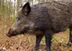 Al șaptelea caz de pestă porcină la mistreții din județul Buzău