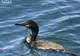 O nouă specie de cormoran a ajuns în România și îl sfidează pe Petre Daea la Constanța