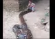 Copilul prinde capul șarpelui uriaș. Ce se întâmplă mai apoi pare ireal - VIDEO