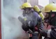 Incendiu violent la o fermă de porci, din Argeș