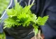 Planta lunii martie. Ideală pentru detoxifiere, energie și imunitate. Este un tonic excelent pentru organism, recomandată în situațiile de extenuare fizică