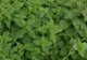 Sezonul uzicilor. Cum îţi purifici sângele cu această plantă