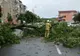 Traficul rutier dat peste cap de mai mulți copaci căzuți pe drumurile din județul Giurgiu