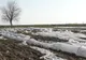 Terorism agricol în Gorj. Cultura de varză a unui consilier, distrusă de rivalii politici