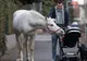 Calul "maidanez" care se plimbă prin oraș: animalul are o poveste dramatică