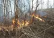 Incendiu puternic de vegetație în Sibiu. Arde pădurea din Mălâncrav