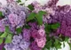 Ce trebuie să faci cu florile de liliac ca să reziste mai mult timp în vază