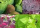 Planta care previne cancerul de colon și formarea cheagurilor de sânge