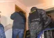 Zeci de percheziţii la proxeneţi din Argeş care acţionau în Oltenia şi Bucureşti 