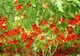 Roșia-pom de România. Soiul gigant de tomate care se cultivă și în țara noastră