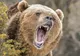 Pădurar atacat de urs. Gestul bărbatului care a înfuriat animalul