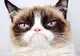Grumpy Cat, cea mai iubită pisică de pe Internet, a murit