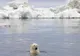 Cea mai mare problemă din Oceanul Arctic care îi îngrijorează pe oamenii de știință