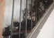 Operațiune de salvare inedită: 300 de pisici, scoase dintr-un apartament. VIDEO