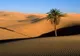 Specialiștii cred că pot transforma Sahara într-o oază. Cum ar fi posibil