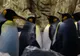 Cum au fost găsiți pinguinii care au rămas ascunși 3.000 de ani