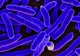 Bacteriile care produc electricitate pot fi cheia către un viitor mai curat