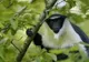 Specialiștii au venit cu un raport devastator: câte animale au dispărut de pe Pământ în 40 de ani