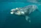 Cântecul uneia dintre cele mai rare balene de pe Planetă, înregistrat pentru prima dată