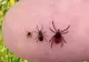ALERTĂ de căpușe într-un județ din țară! 56 de persoane mușcate de insecte, 3 dintre ele diagnosticate cu boala Lyme