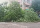 Prăpăd făcut de furtună în Focșani. Copaci căzuți, acoperișuri luate de vânt