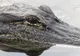 Lucrător de la un sit minier din Indonezia, UCIS de crocodilii pe care obișnuia să îi hrănească
