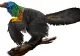 O nouă specie de dinozaur cu pene colorate, descoperită de arheologi