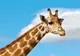 Pericol în lumea animalelor: girafa este pe cale de dispariție
