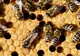 Cel mai mare mister despre insecte, deslușit: cum au apărut aripile acestora