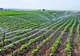Fermierii au la dispoziţie 200 mil. euro pe an pentru investiţii în infrastructura de irigații