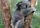 Urșii Koala, pe cale de dispariție: cum s-a ajuns aici