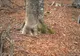 Au filmat un copac din pădure timp de un an. Ce a surprins camera e dincolo de orice închipuire
